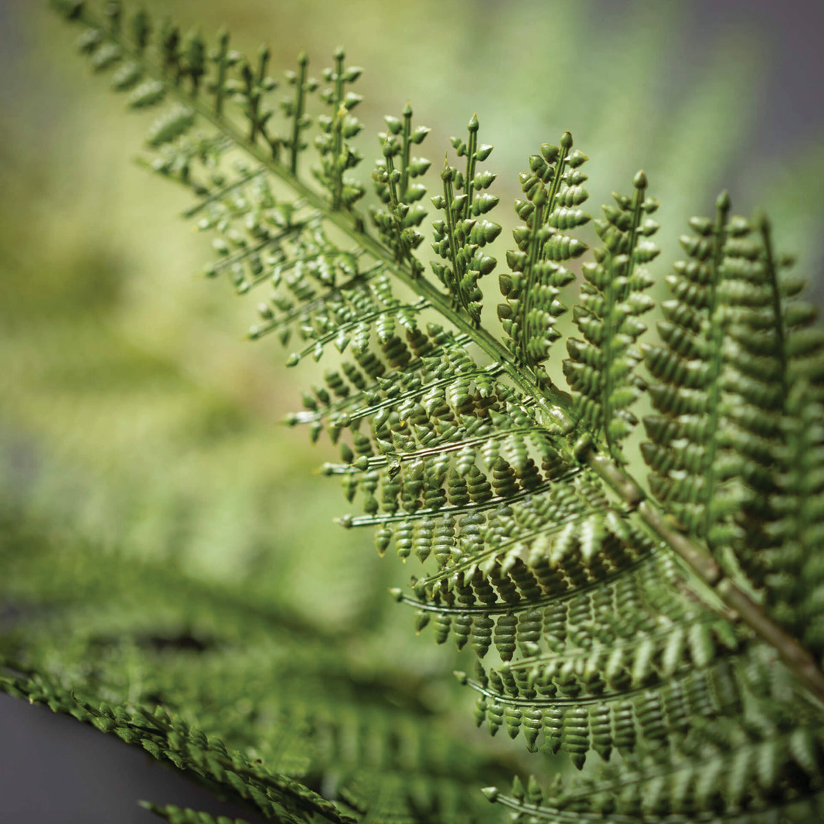 Large Fern Spray