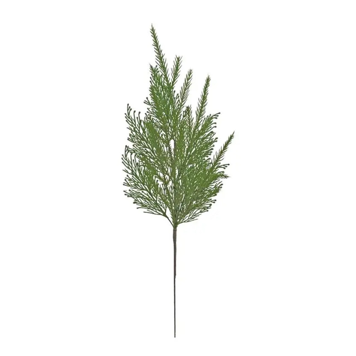Mixed Cypress & Norfolk Pine | 23"