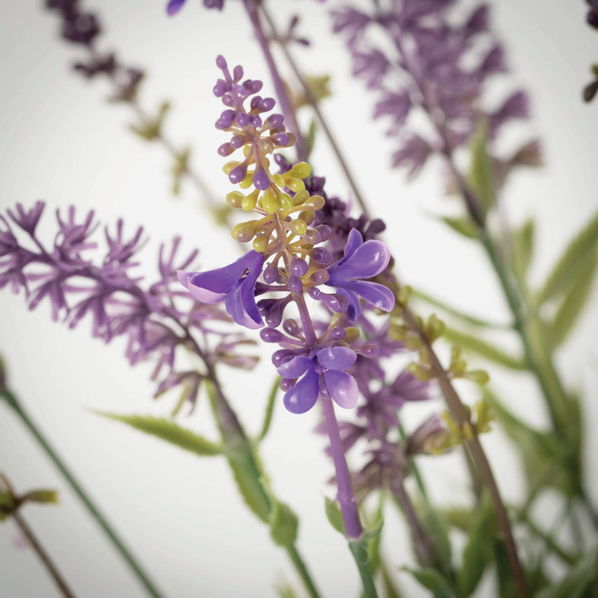 decorative lavender plants Potted Lavender Plant – Grace and Joy Company