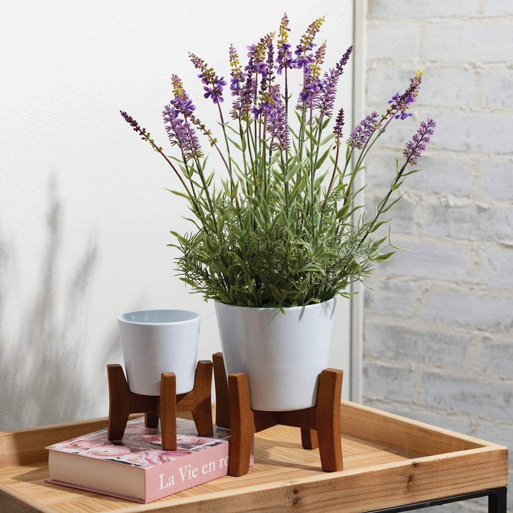 live lavender plant delivery Potted Lavender Plant – Grace and Joy Company