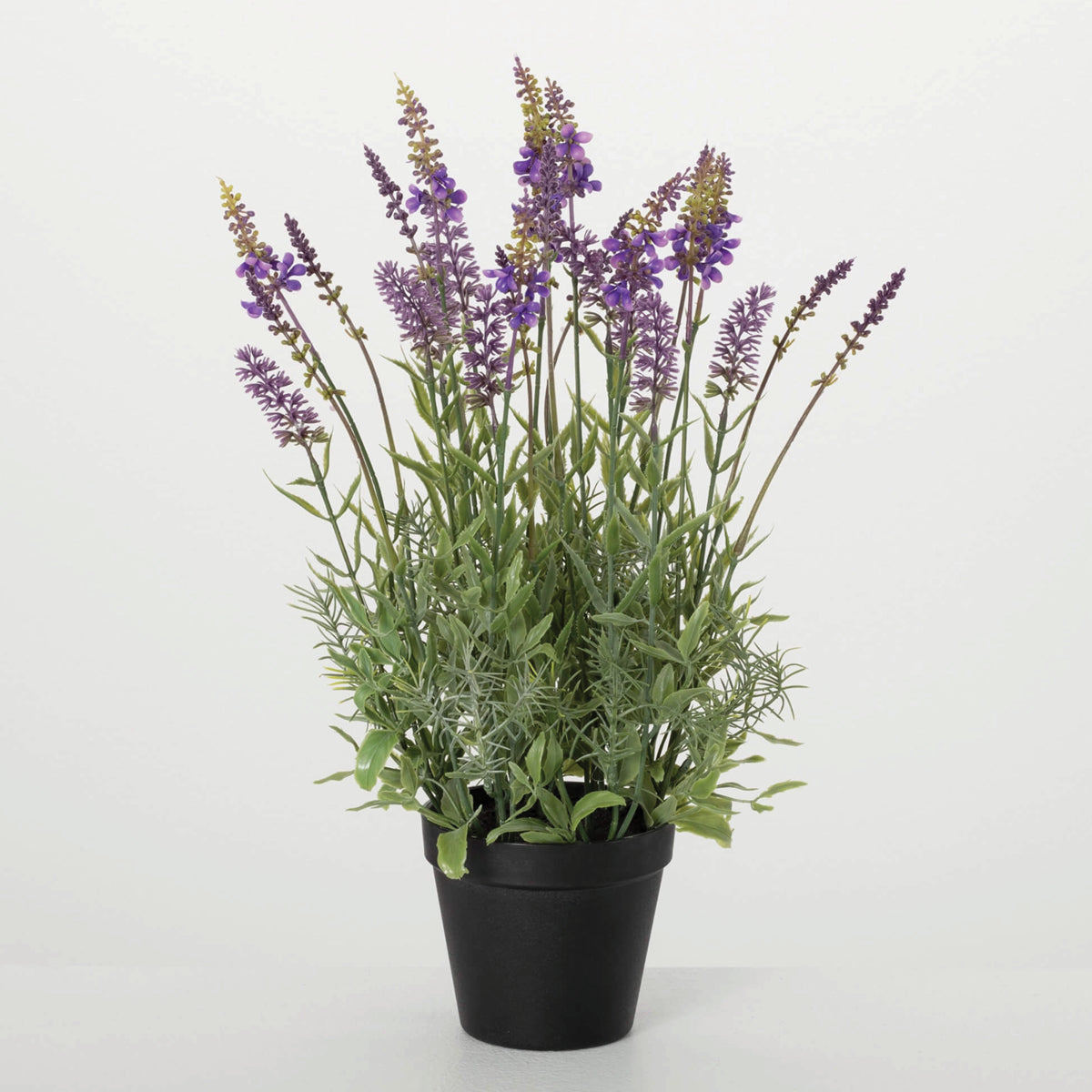 real potted lavender plants for sale Potted Lavender Plant – Grace and Joy Company