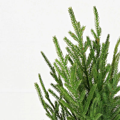 Aesthetic home Inspo Handpicked Home decor Modest Clothing Grace and Joy Company 
