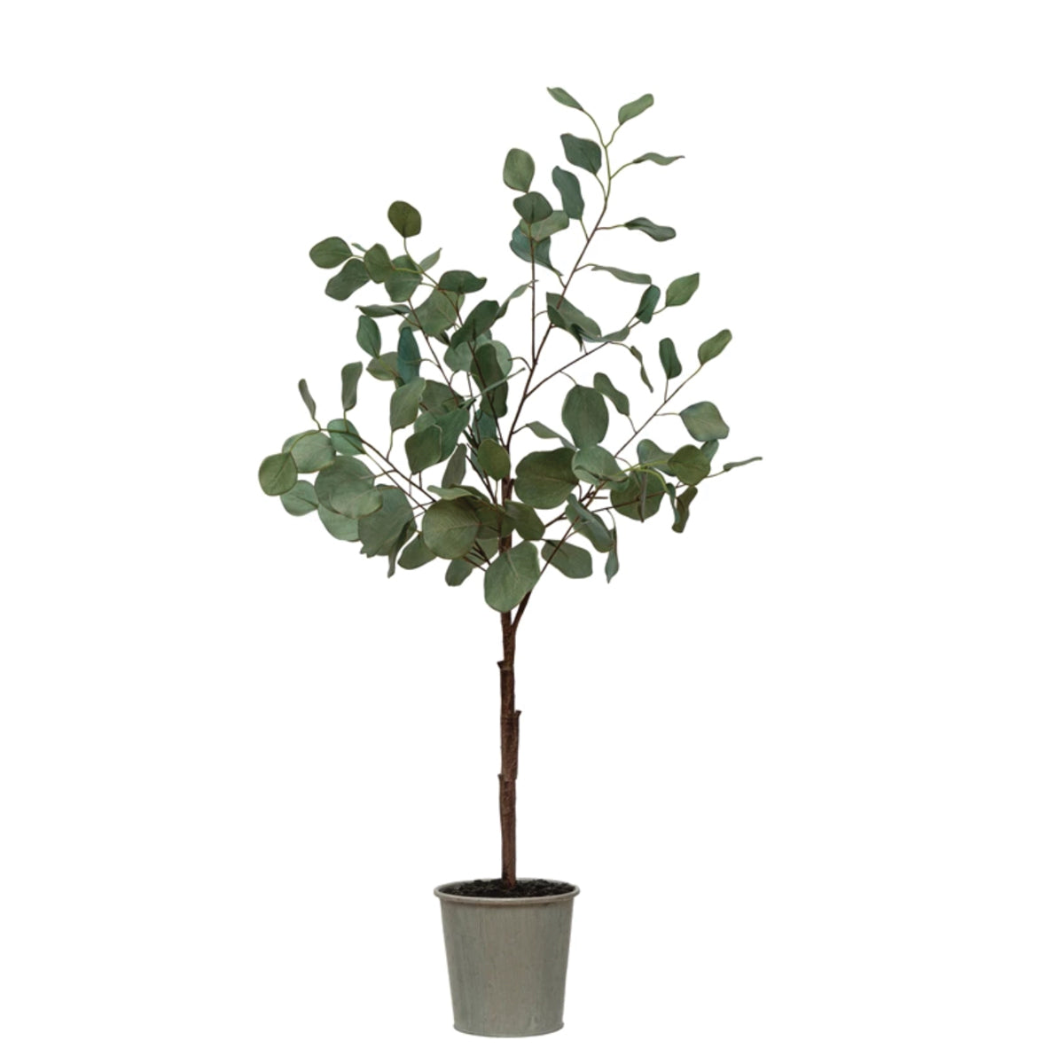 Eucalyptus Tree in Pot – Grace and Joy Company