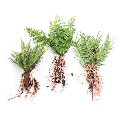 Raw Ferns with Roots